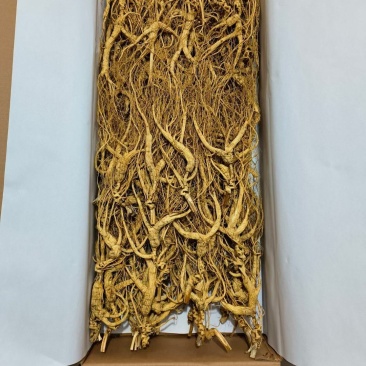 高年头的林下参