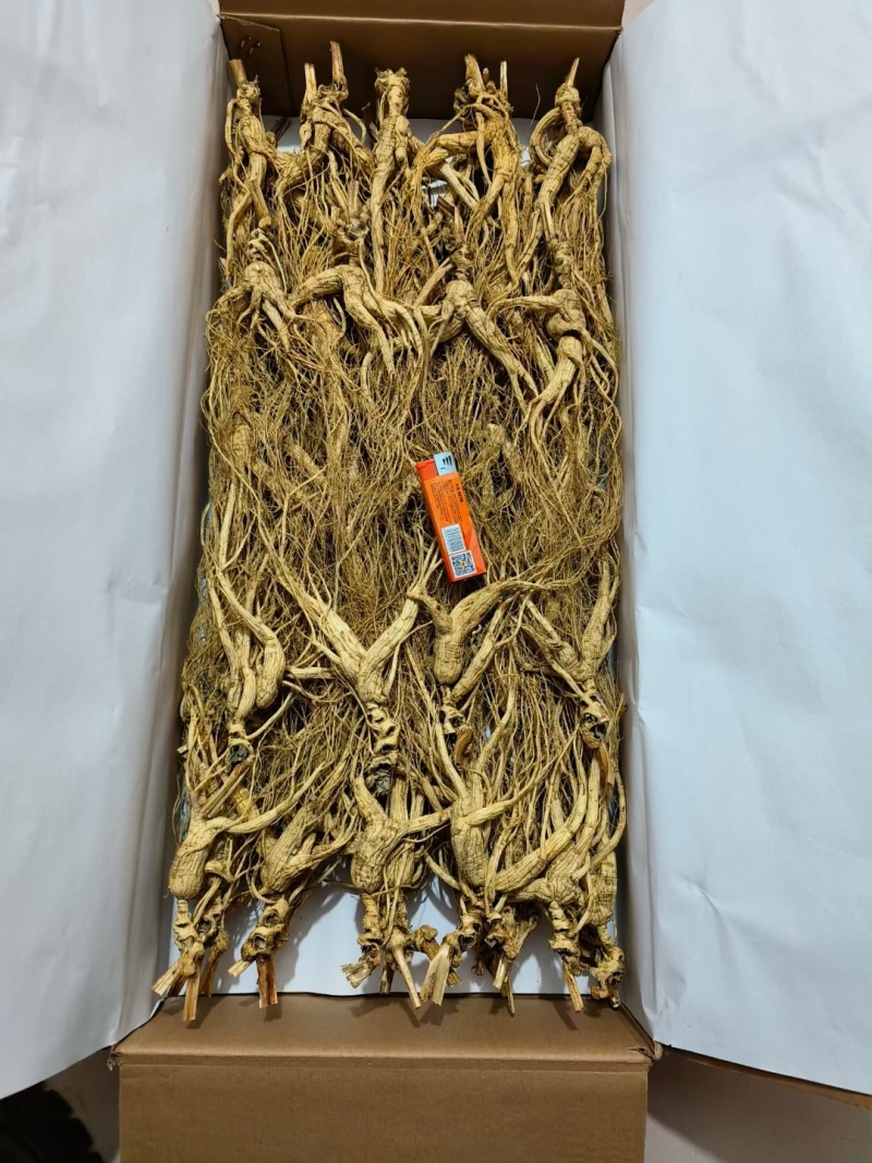 高年头的林下参