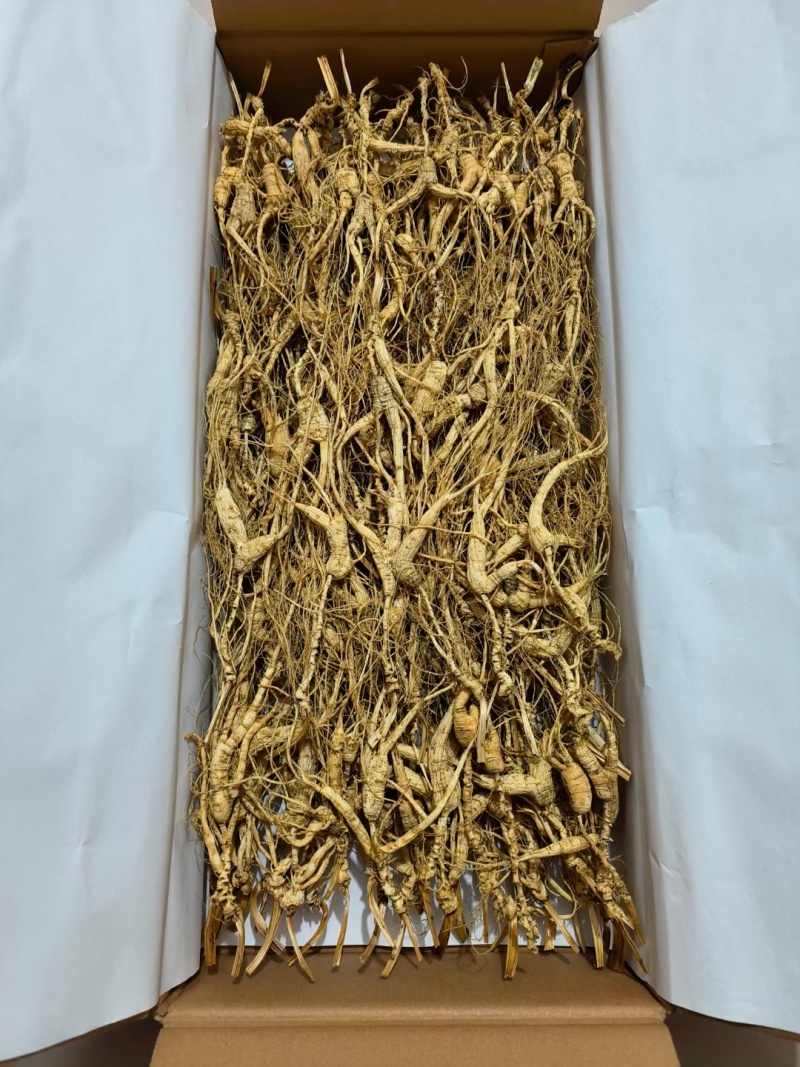 高年头的林下参