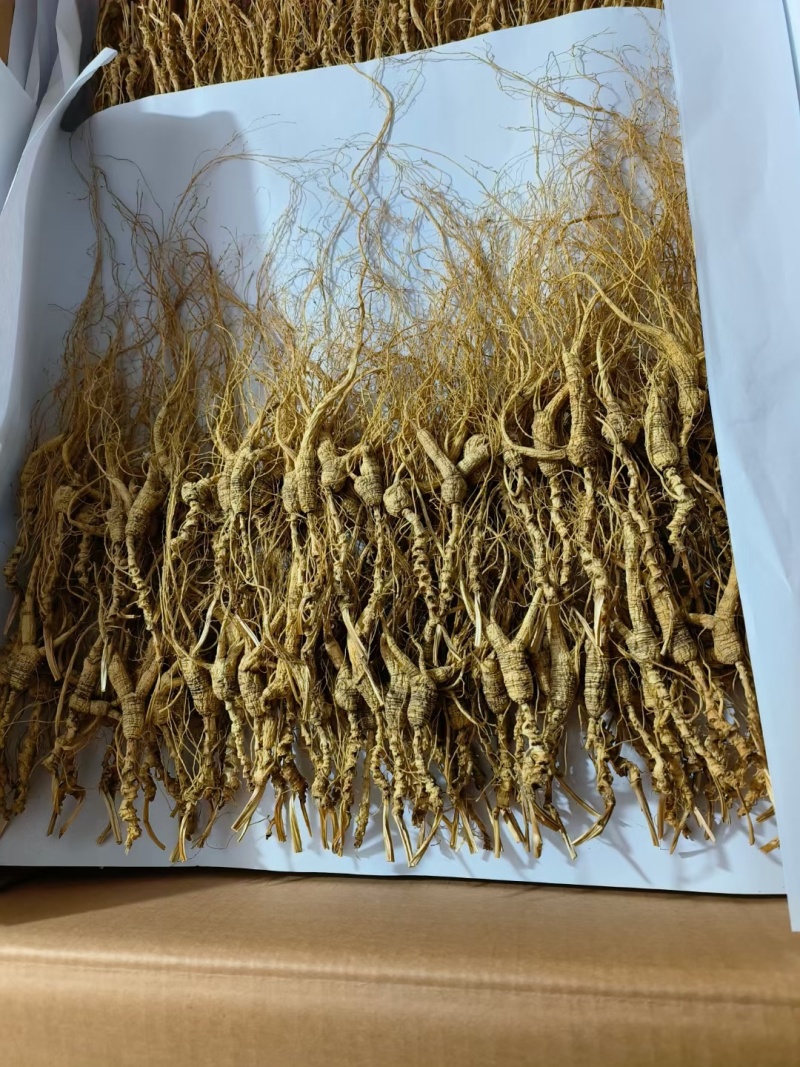 高年头的林下参