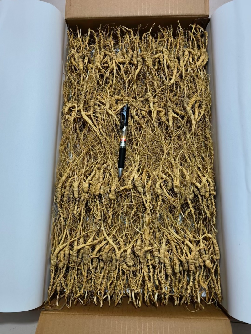 高年头的林下参