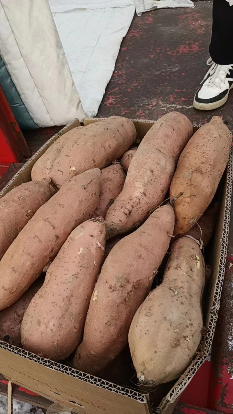 龙薯九红薯