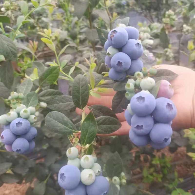 瑞卡蓝莓山东蓝莓莒县蓝莓产地现货一手货源保质保量色泽美