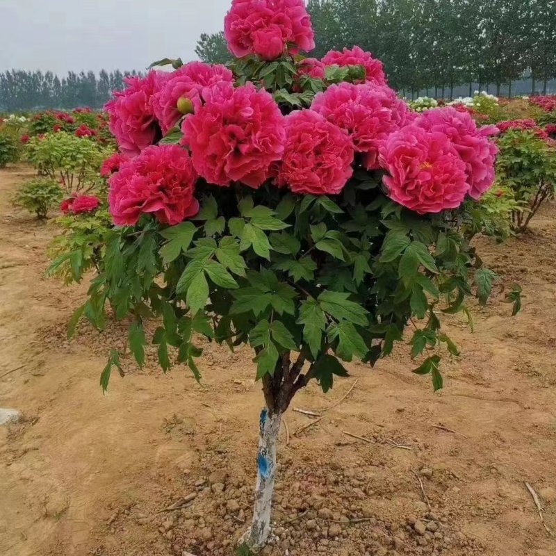 独杆牡丹树，十多年苗龄两公分粗七八十公分高