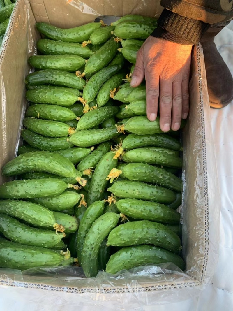 旱黄瓜渣子，瓜漏，二瓜，适合，食堂，咸菜厂，小卖，平台，