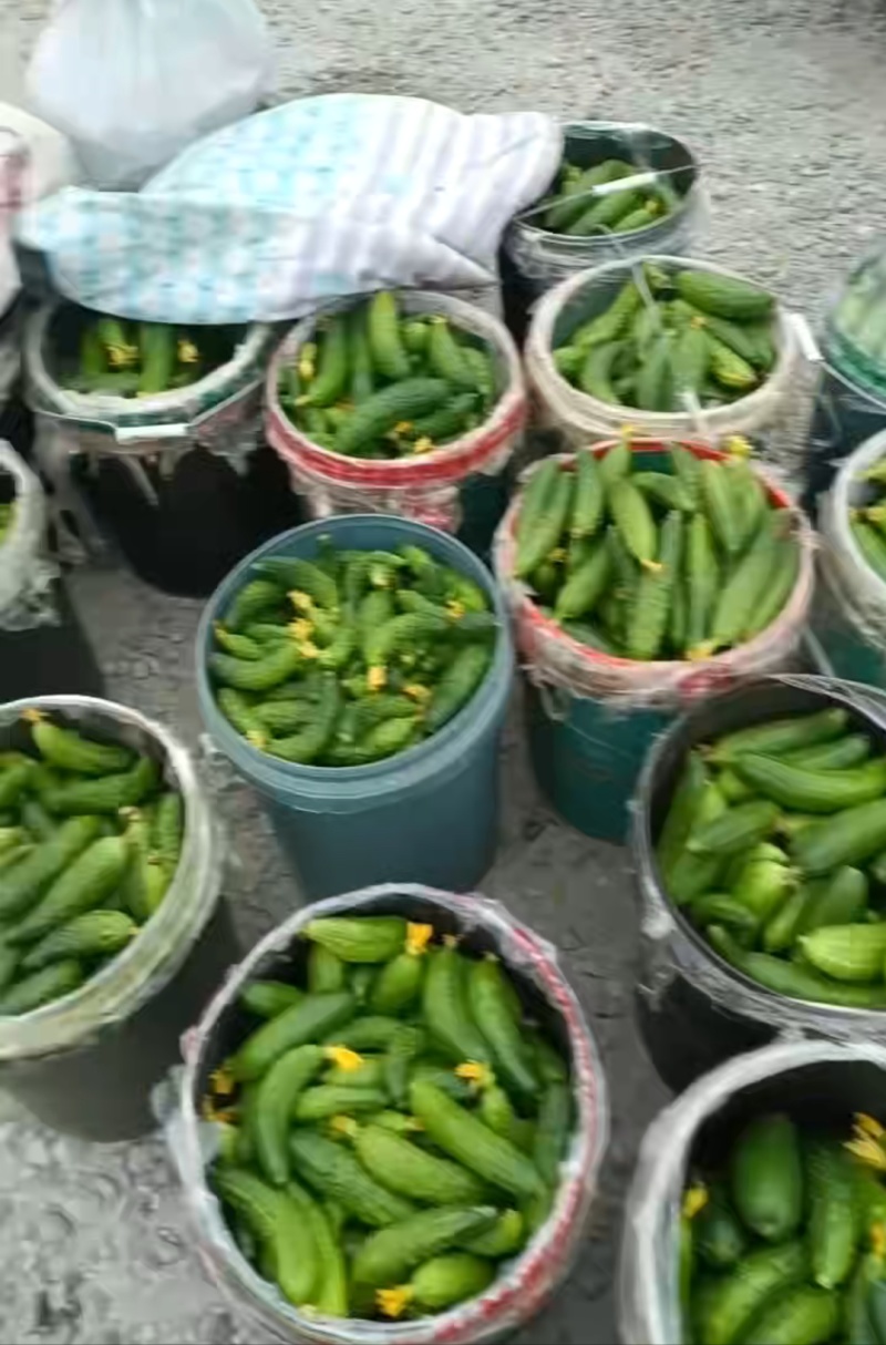 旱黄瓜渣子，瓜漏，二瓜，适合，食堂，咸菜厂，小卖，平台，