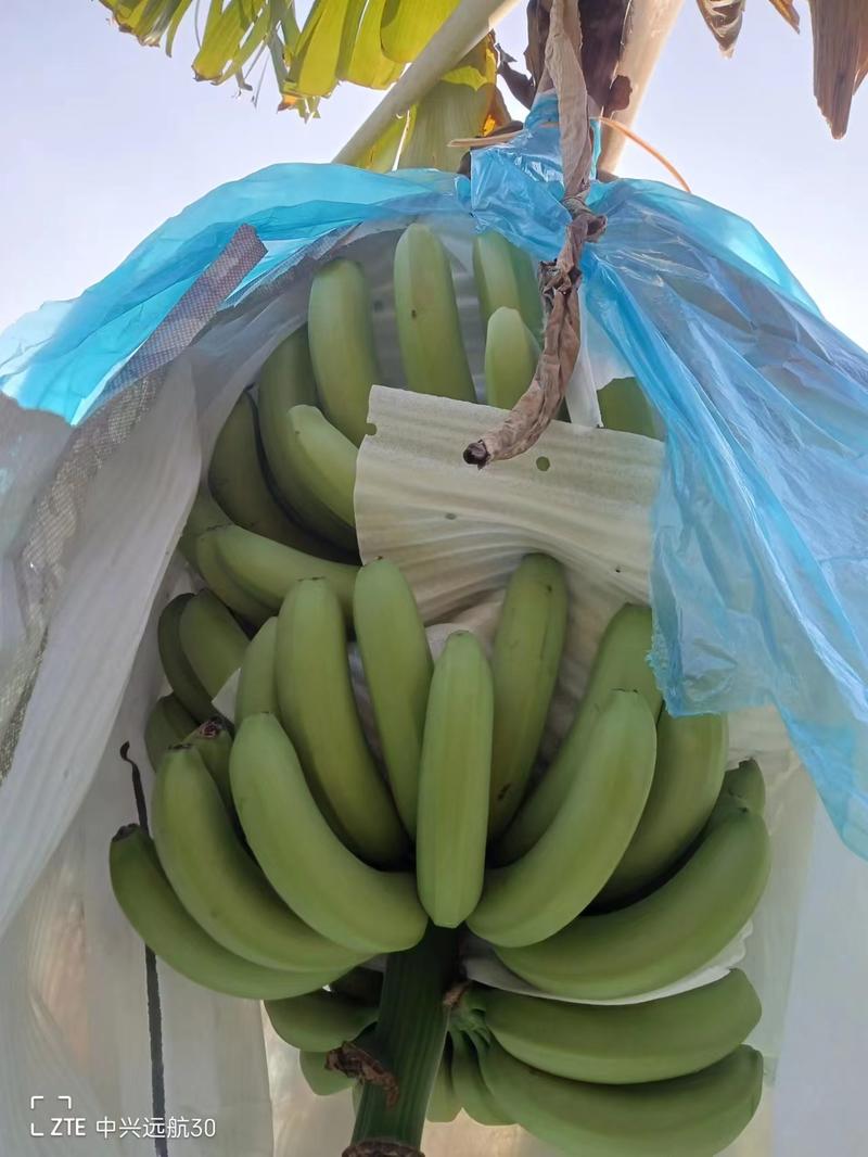 云南省红河哈尼族彝族自治州红河县种植户威廉斯香蕉