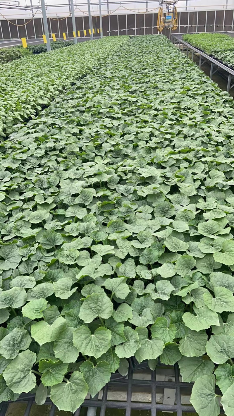 冬瓜苗（三叶一心）苗场直发，大量供货，常年供应欢迎咨询
