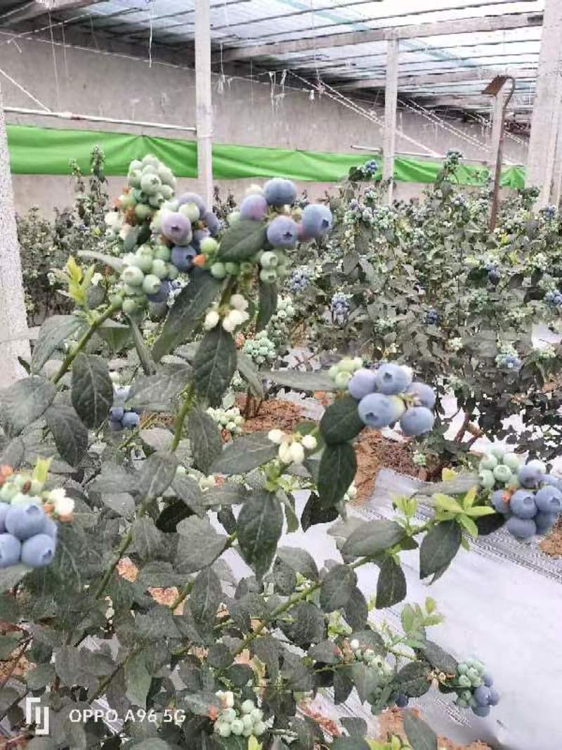 蓝莓-公爵蓝莓精选蓝莓一手货源保质保量色泽美