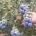 蓝莓-公爵蓝莓精选蓝莓一手货源保质保量色泽美