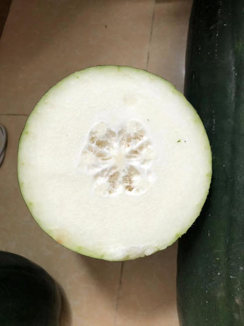 优质冬瓜种子（铁心1号）抗病强产量高厂家直发