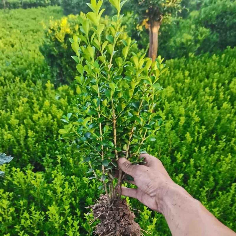 【牛商推荐】黄杨苗绿化工程苗自家苗圃育苗基地直发包技术