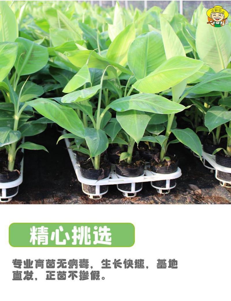 货真价实，小米蕉苗