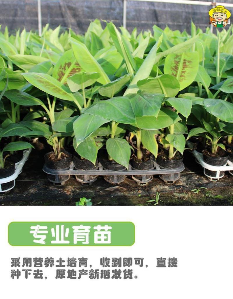 货真价实，小米蕉苗
