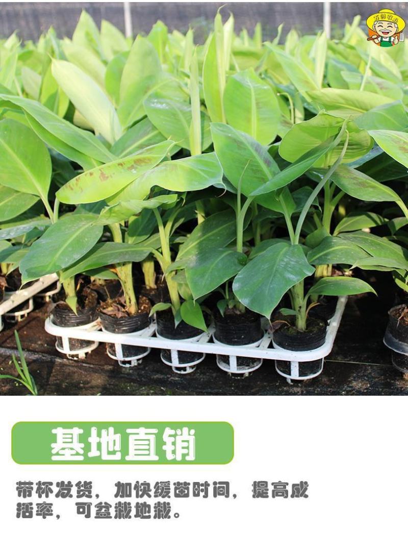 货真价实，小米蕉苗