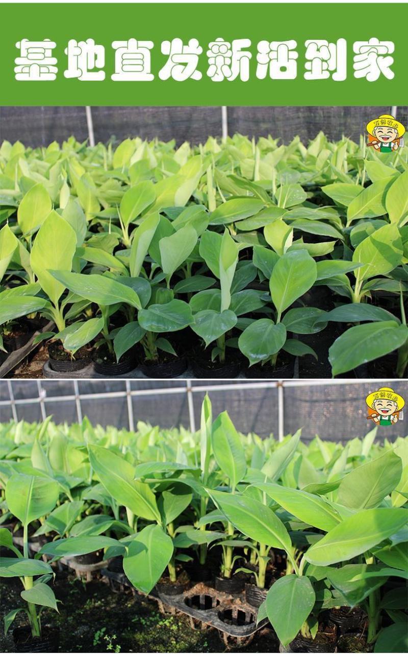 货真价实，小米蕉苗