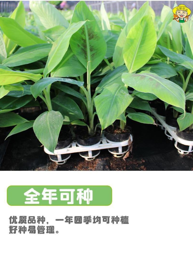 货真价实，小米蕉苗