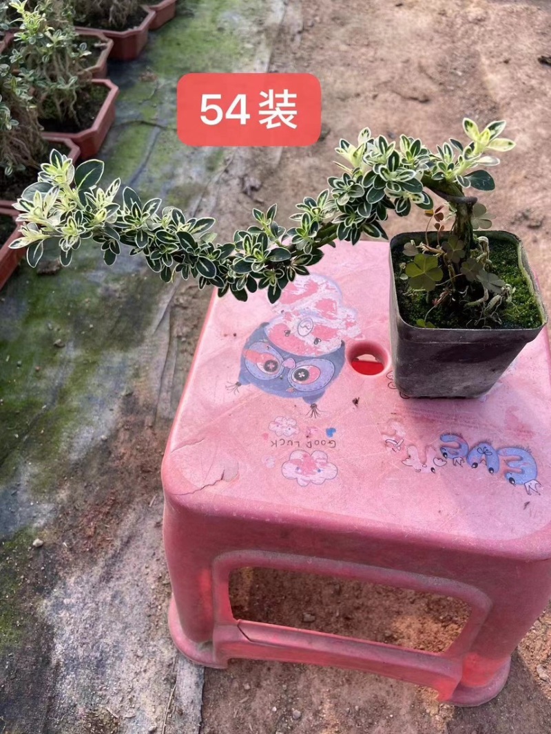 六月雪，提根六月雪，造型六月雪，库存大量
