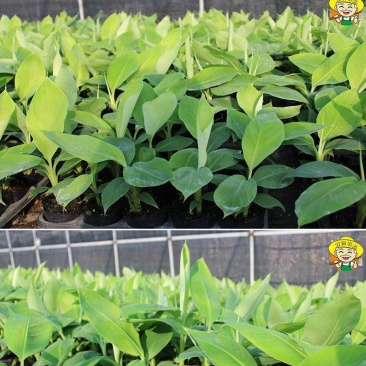 货真价实，小米蕉苗