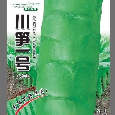 莴笋种子川笋一号耐热品质型尖叶莴笋节稀叶绿生长快