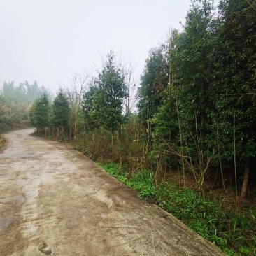 重庆产地直发优质小叶桢楠一手货源价格优惠货源充足