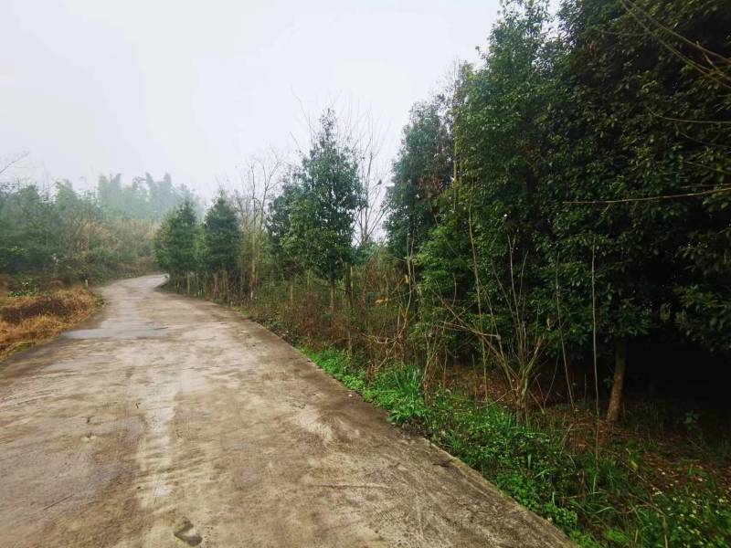 重庆产地直发优质小叶桢楠一手货源价格优惠货源充足