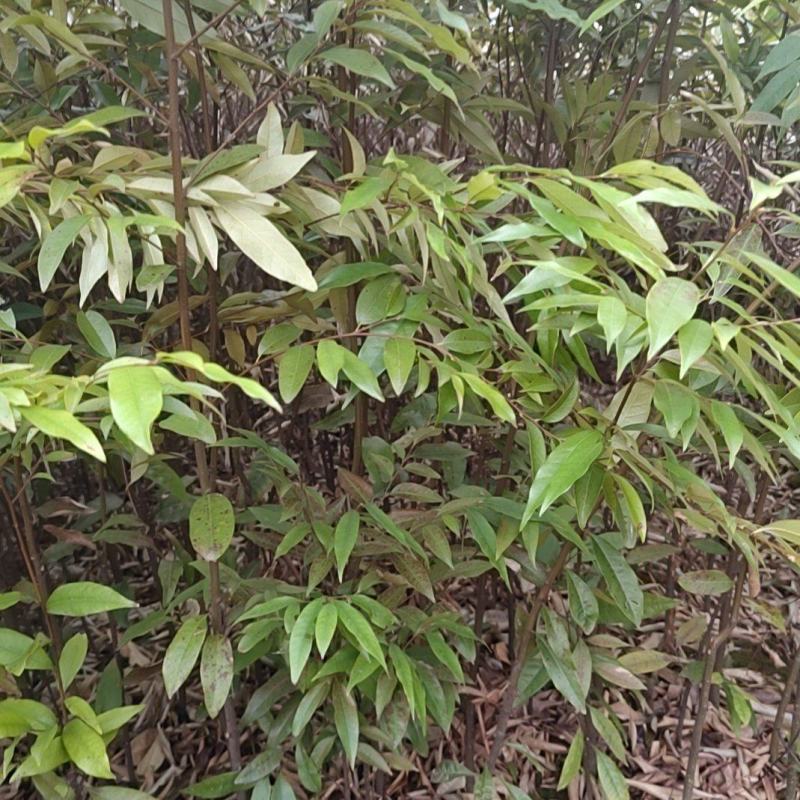 红椎容器苗