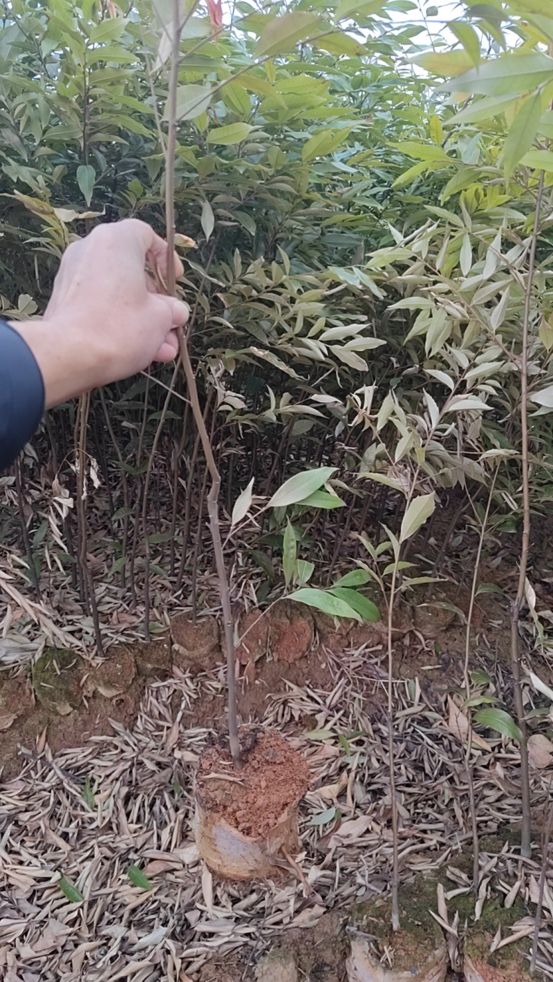 红椎容器苗