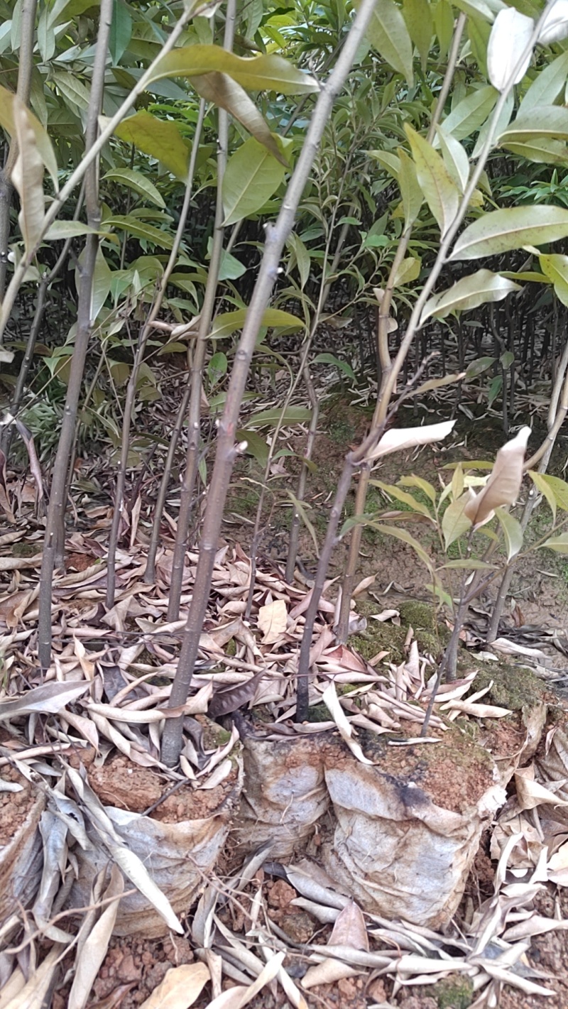 红椎容器苗