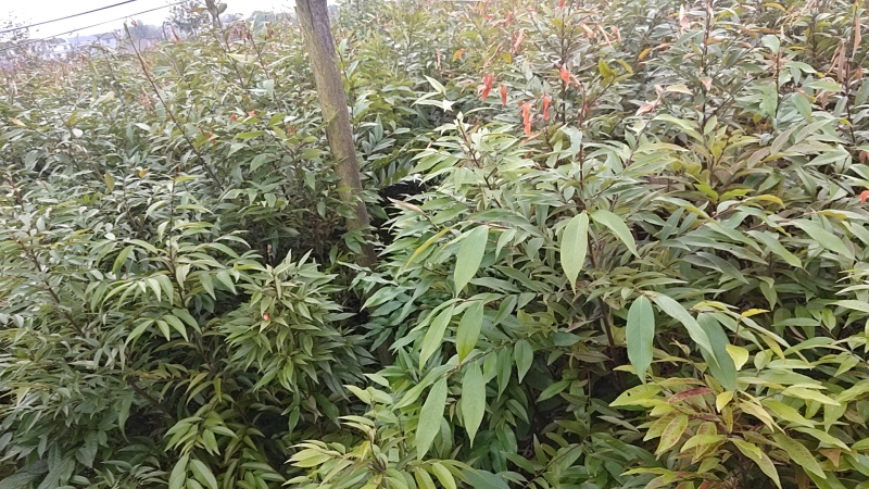 红椎容器苗