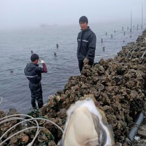 广东生蚝一手货源，量大从优