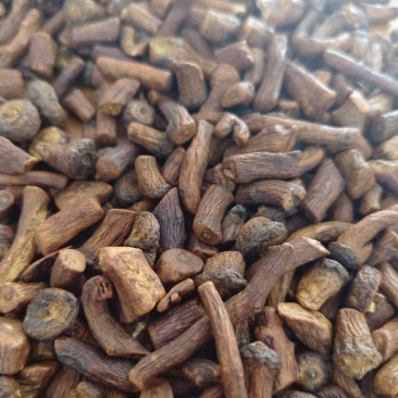 批发优质中药材花茶蒲公英根
