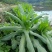 正宗香甜，脆口高州麦菜