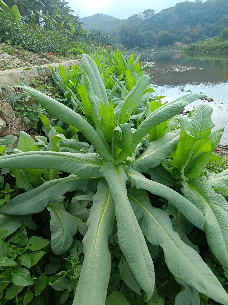 正宗香甜，脆口高州麦菜