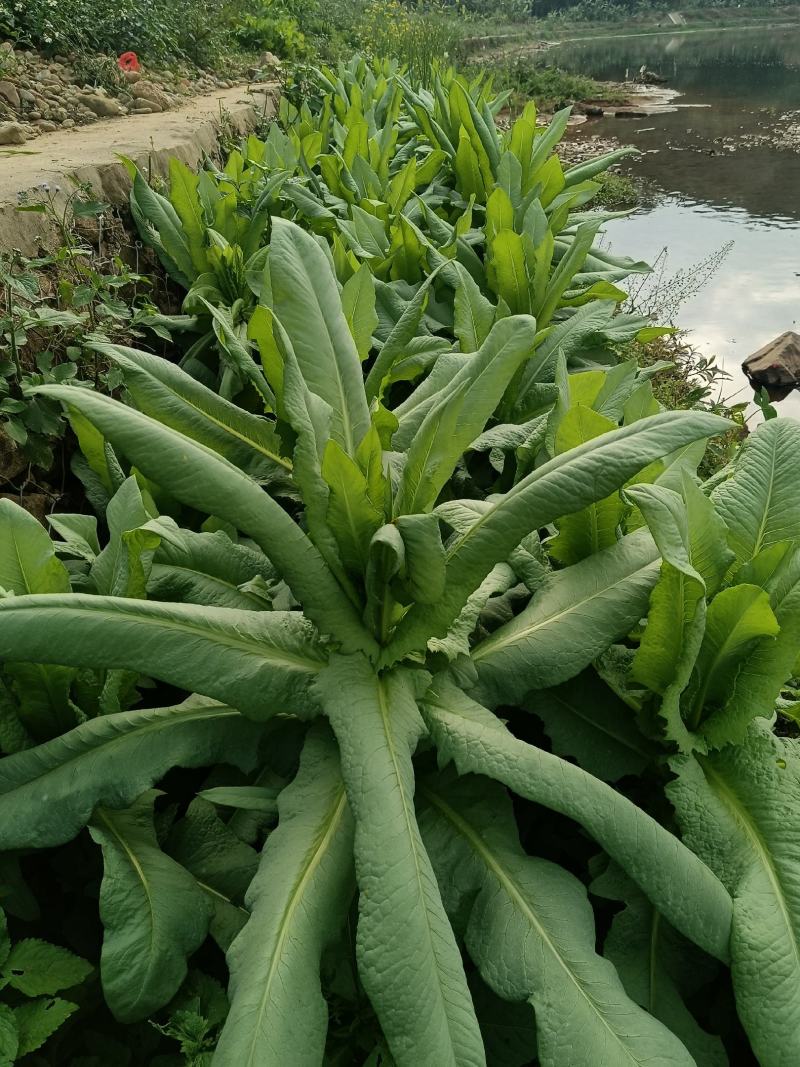 正宗香甜，脆口高州麦菜