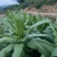 正宗香甜，脆口高州麦菜