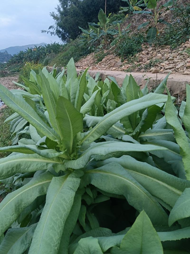 正宗香甜，脆口高州麦菜