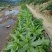 正宗香甜，脆口高州麦菜