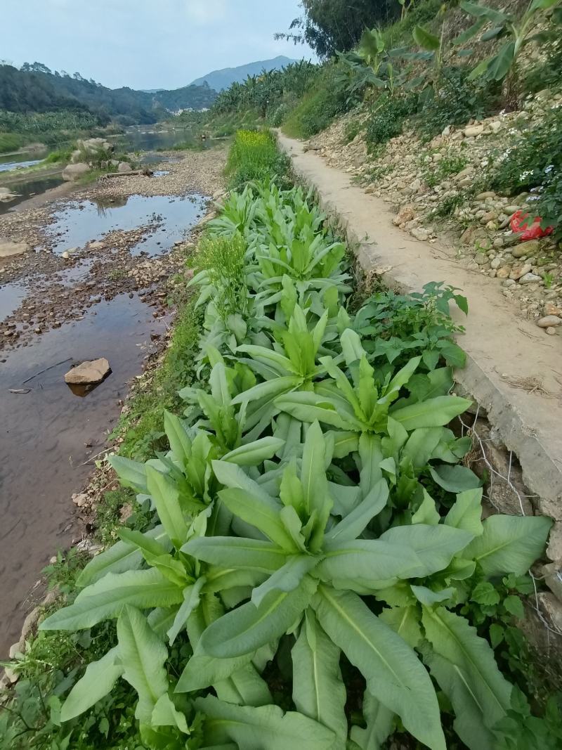 正宗香甜，脆口高州麦菜