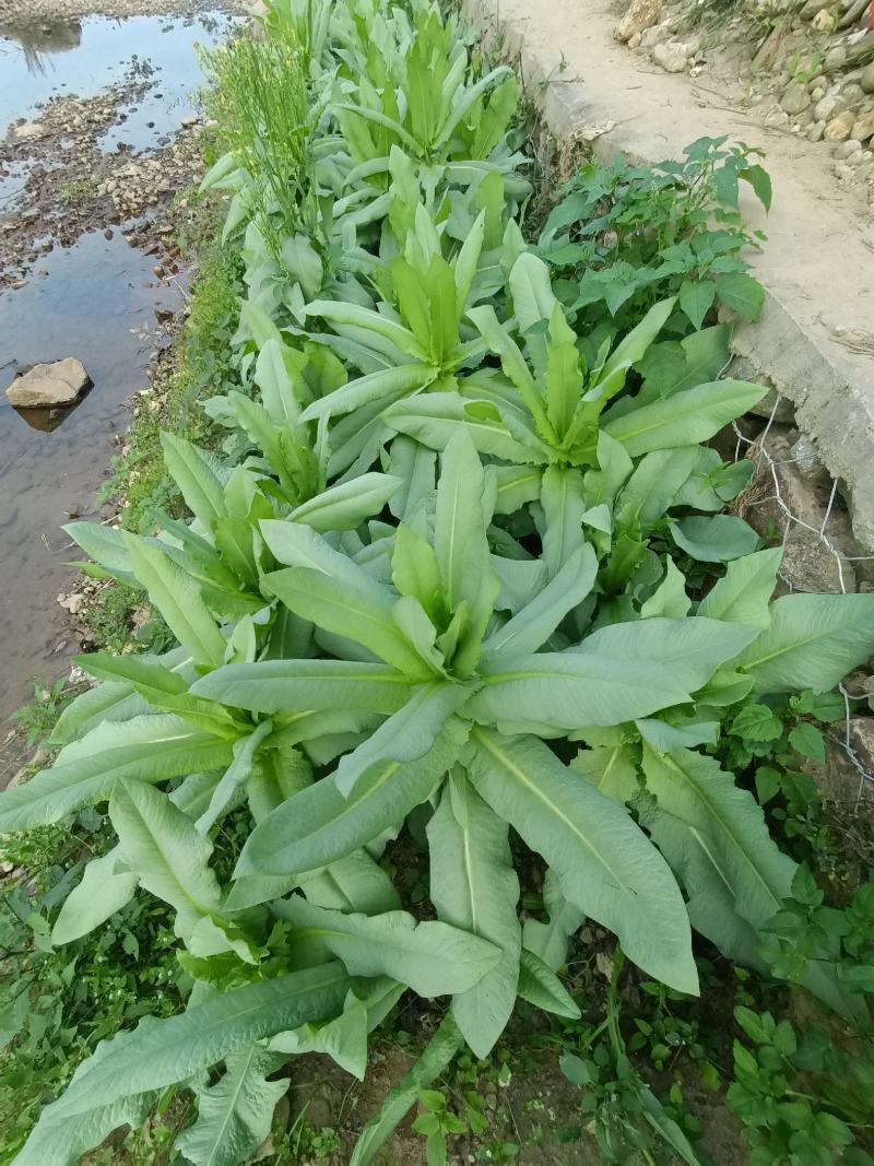 正宗香甜，脆口高州麦菜
