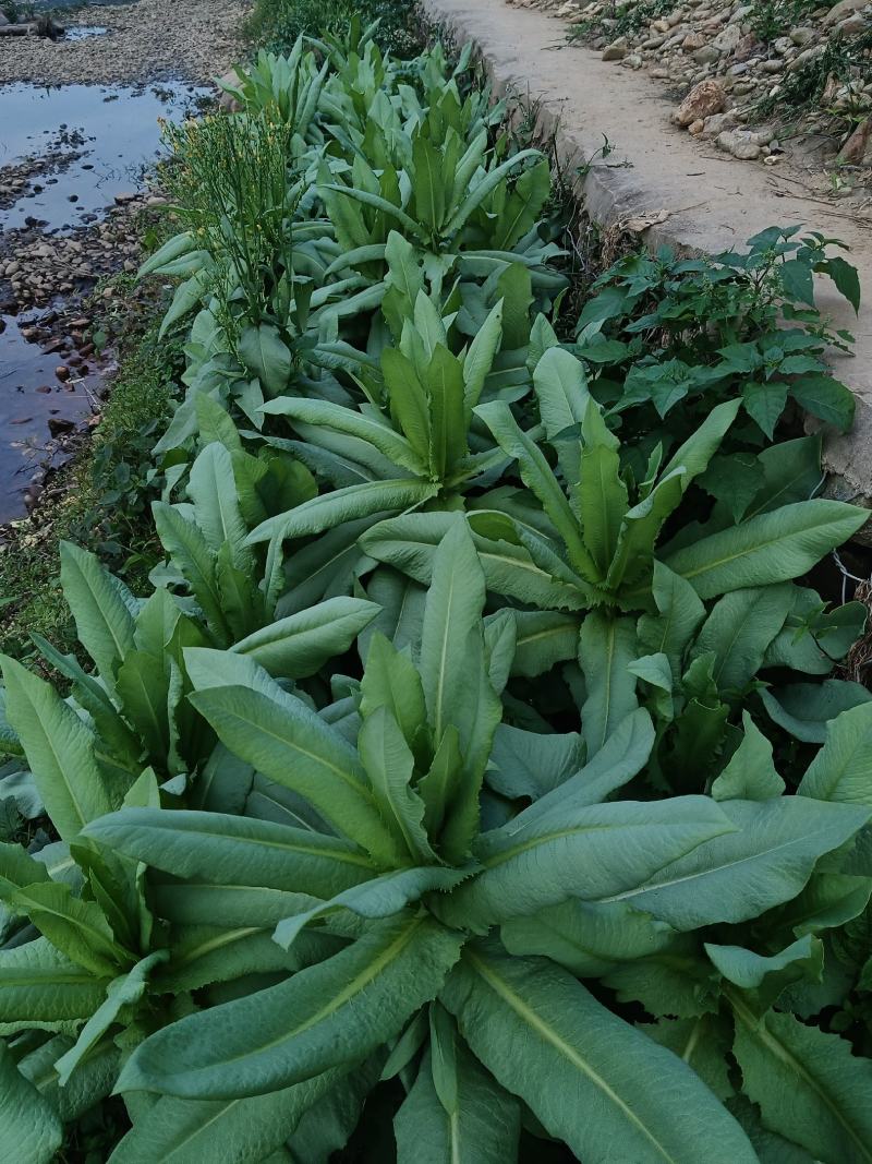 正宗香甜，脆口高州麦菜