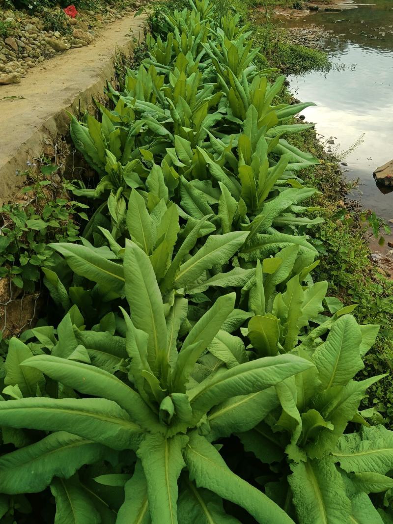 正宗香甜，脆口高州麦菜