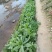 正宗香甜，脆口高州麦菜
