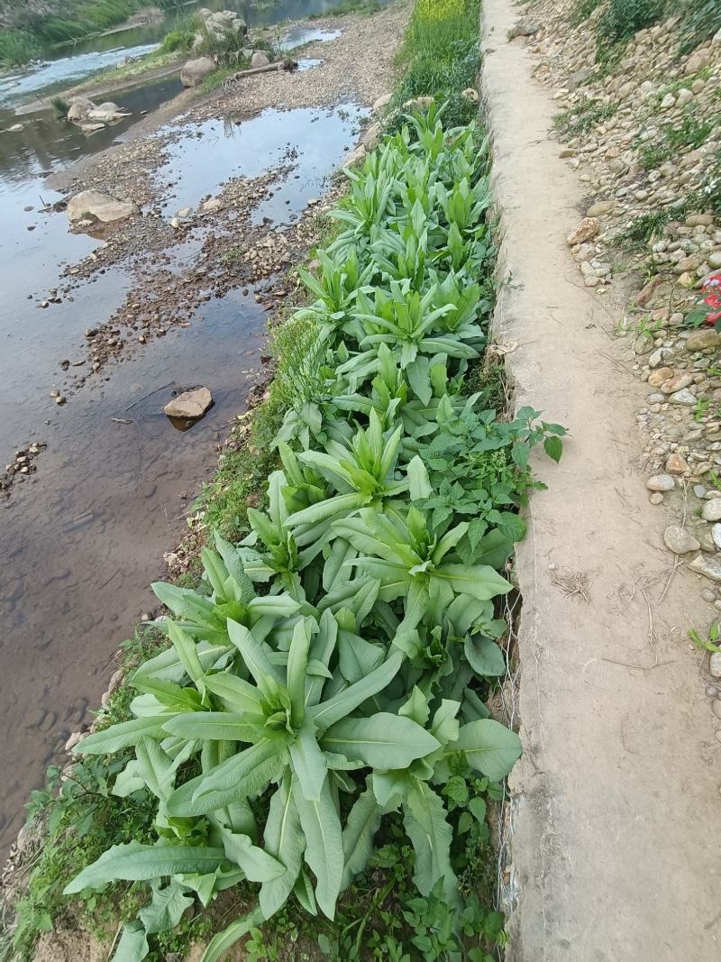 正宗香甜，脆口高州麦菜