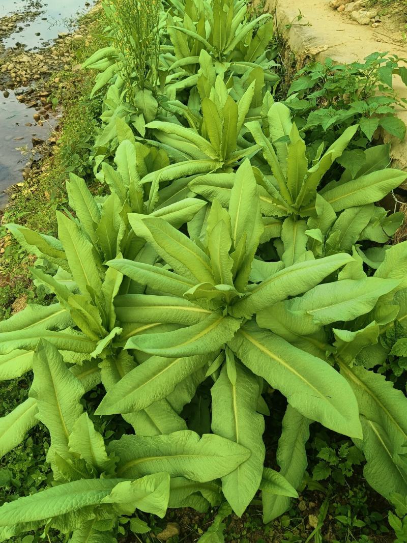 正宗香甜，脆口高州麦菜
