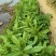 正宗香甜，脆口高州麦菜