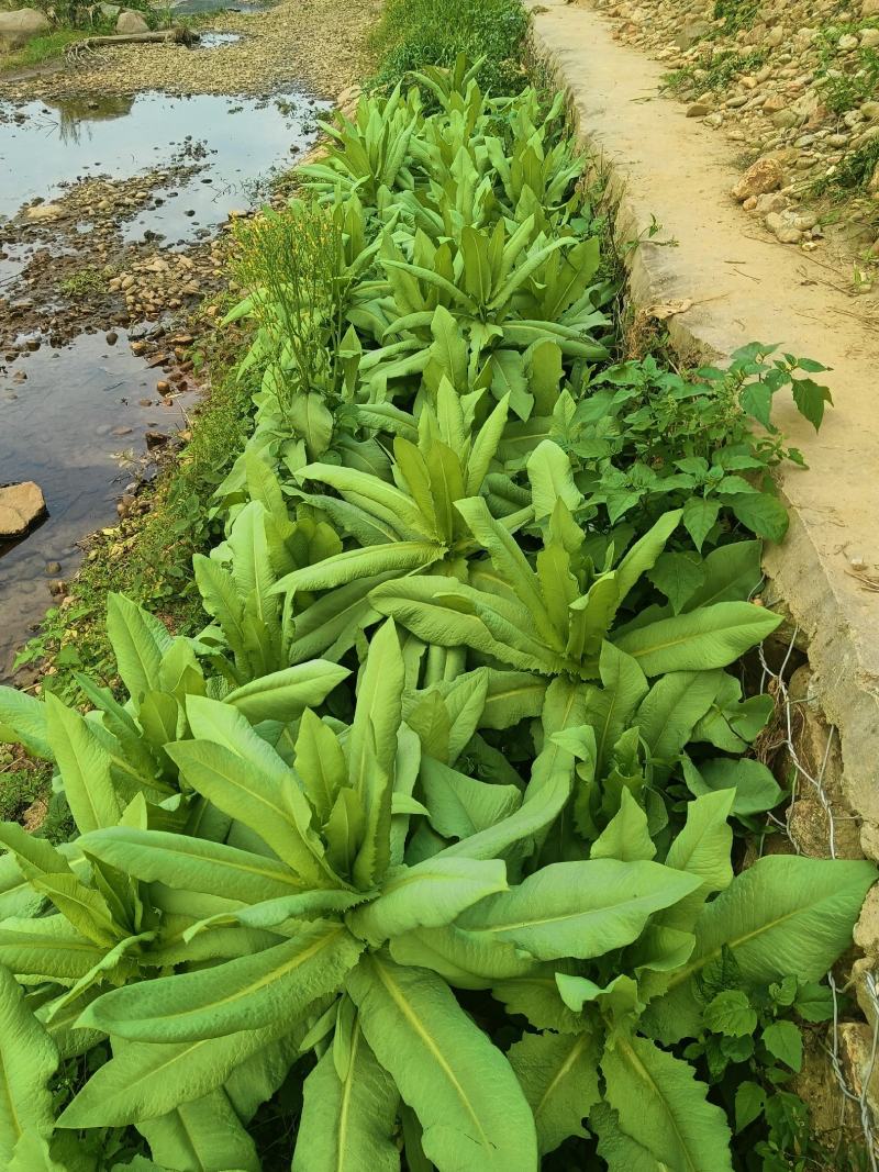 正宗香甜，脆口高州麦菜