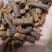 批发优质中药材花茶蒲公英根