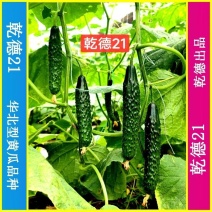 乾德21特色油亮短条黄瓜品种,绿瓤,口感好,长势强,热