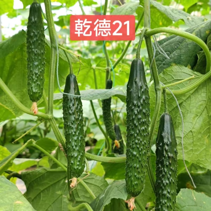 乾德21特色油亮短条黄瓜品种,绿瓤,口感好,长势强,热